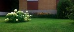 Little Flowers.jpg