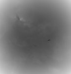 A bird.jpg