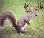 Funny-Squirrel-123.jpg