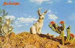 61-seated-wild-jackalope-48085-c-pc.jpg