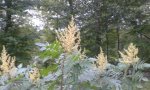 20150804_201112.jpg
