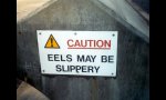 slippery-eels.jpg