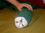 kitten-burrito-in-a-spinach-tortilla.jpg