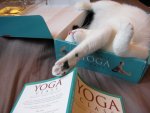 Cat Yoga.JPG