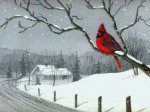 Red-Cardinal.jpg