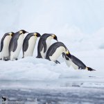 penguin-animal-phoography.jpg
