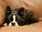 Boston-Terrier-Puppy.jpg