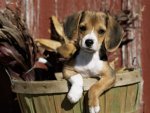 lynn-m-stone-beagle-dog-puppy.jpg