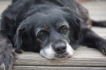 20130131-old-dog-health-1.jpg