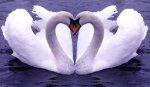 Beautiful-_Love_-Birds_-Wallpapers12.jpg