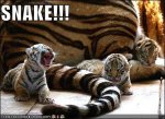 snake-761075.jpg