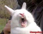 1847716692-funny_bunny_crying.jpg