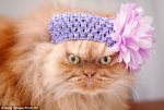 1412610329156_wps_2_Persian_cat_with_flower_h.jpg