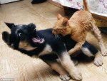 Funny-Fight-Animals-Dog-vs-Cat-Fight.jpg