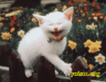 LaughingCat.gif