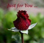 rained-red-rose-flowers-34593000-441-427.jpg rained-red-rose-flowers-34593000-441-427.jpg