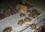 wordless-wednesday-turkeys-not-turtles.jpeg