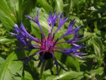 flower 3.jpg