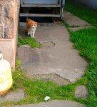 Minou mon chat errant.jpg
