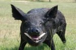 boar.jpg