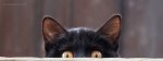 black-cat.jpg black-cat.jpg