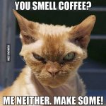 you-smell-coffee-angry-cat.jpg