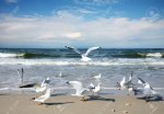 22970298-Seagulls-on-the-beach-Stock-Photo.jpg