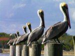 PelicansOnPosts.jpg