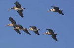 pelicans.jpg