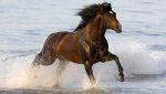 animal-wallpapers-a-horse-is-running-through-the-sea-hd-horse-wallpaper.jpg