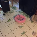 image.jpg image.jpg