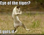 funny-pictures-boxing-cat-rocky.jpg funny-pictures-boxing-cat-rocky.jpg