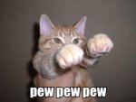 funny_boxing_cat_memes_grumpy_cat.jpg funny_boxing_cat_memes_grumpy_cat.jpg
