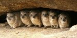 Rock Hyrax family.jpg