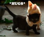 kitten_hugs.jpg