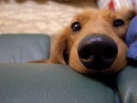 cachorro-fofo.jpg