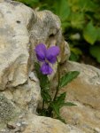 violet-growing-in-stone-wr.jpg