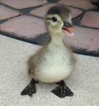 baby duck.jpg