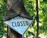 road closed in tree.jpg