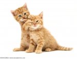 orange_tabby_kittens_jane_burton.jpg