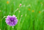Purple-Flower-Among-Green.jpg