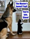 cats-vs-dogs.jpg
