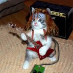 cat_guitar.jpg