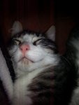 kitty.jpg kitty.jpg