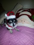 fifi christmas.jpg fifi christmas.jpg