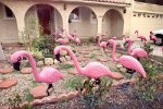 flamingos.jpg