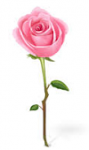 pink_rose.png