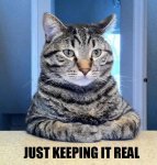 serious_cat.jpg