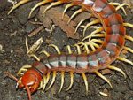 AI1095_centipedes_2.jpg