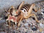 UGLY-BUG-15163.jpg